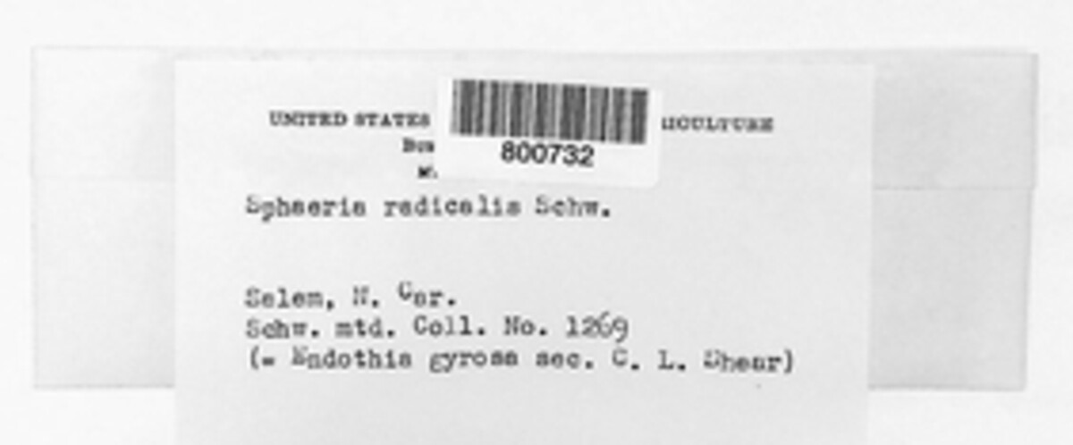 Cryphonectria radicalis image